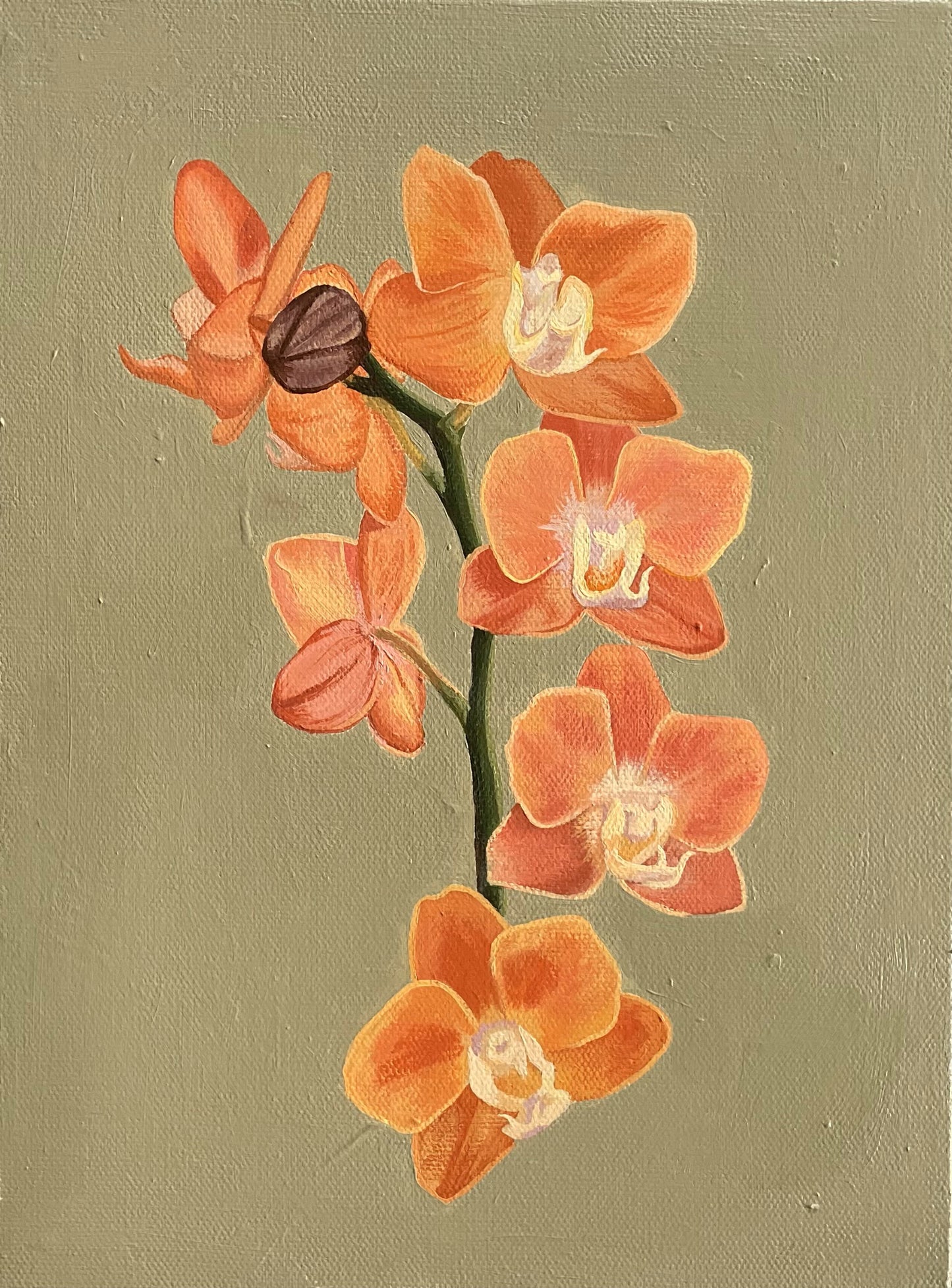 ʻOrchid Bloomsʻ